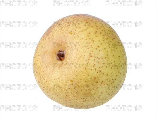 Pear variety Philips pear