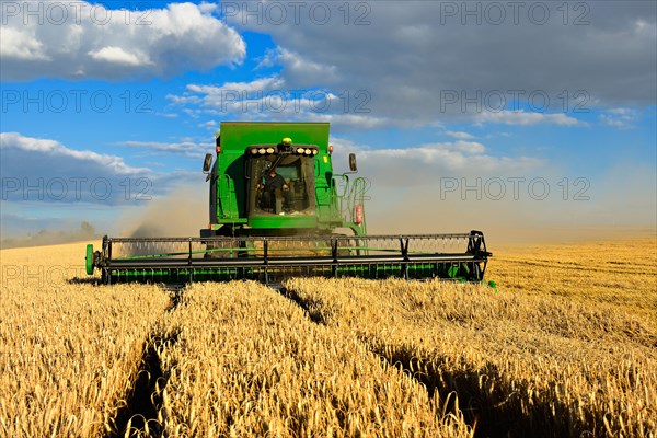 Combine harvester in a cornfield harvesting barley