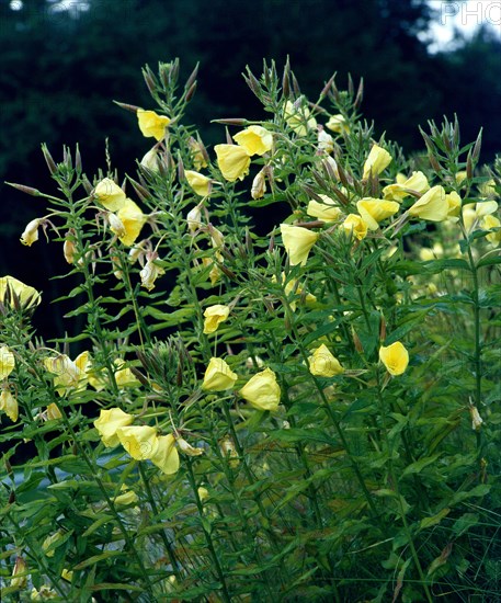 Common Evening Primrose