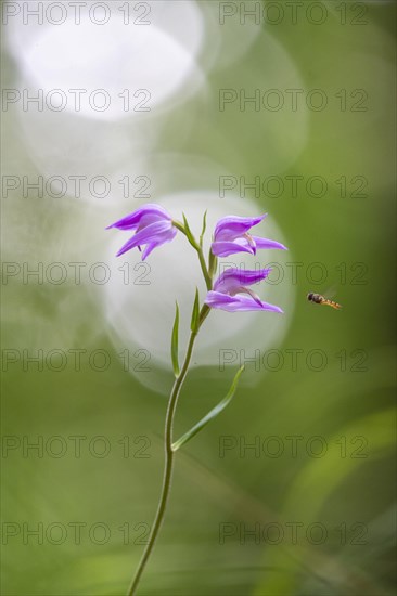 Helleborine