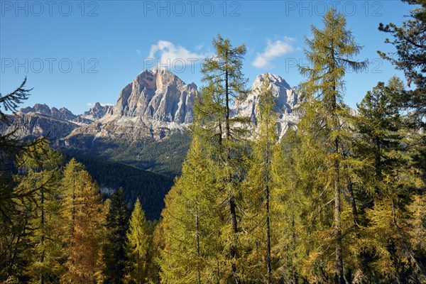 View through autumnal larch forest towards the summit of the Fanes Group