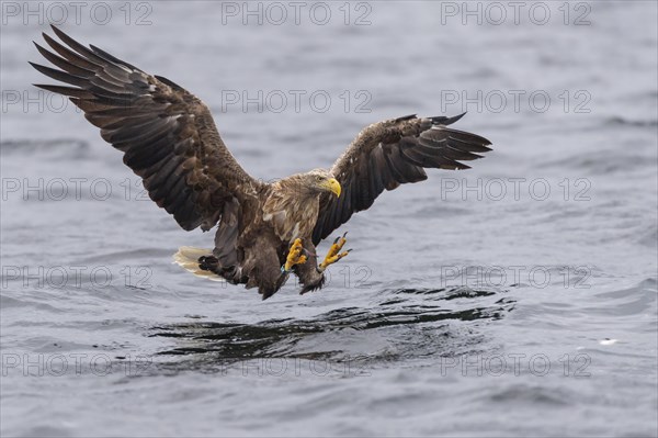 White-tailed eagle