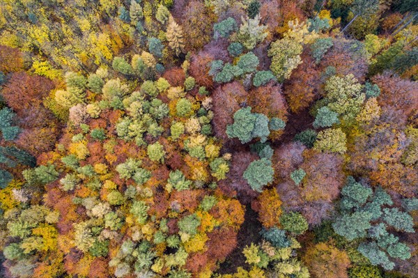 Autumn coloured mixed forest