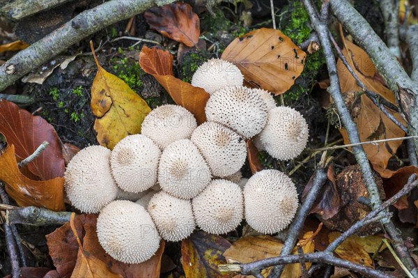 Common puffball