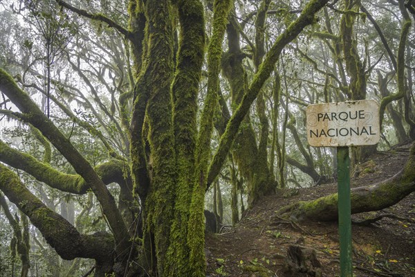 Laurel forest near El Cedro