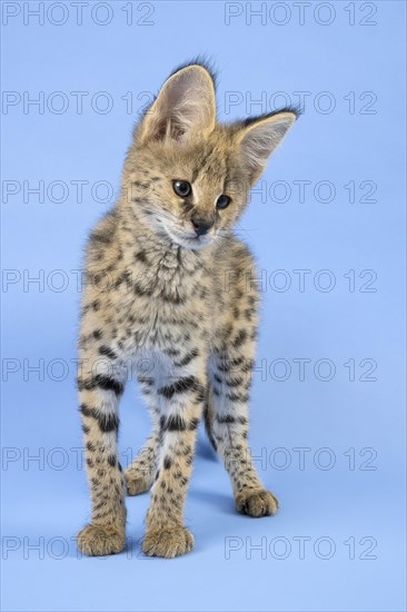 Serval