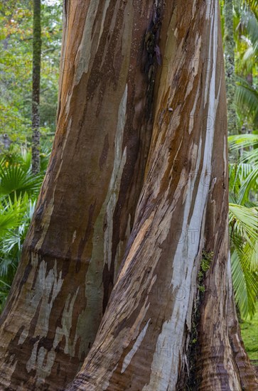 Blue Eucalyptus