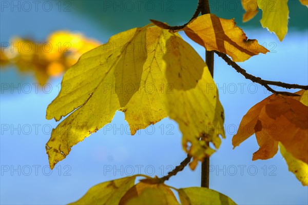 Colourful autumn leaves at Alatsee near Fuessen