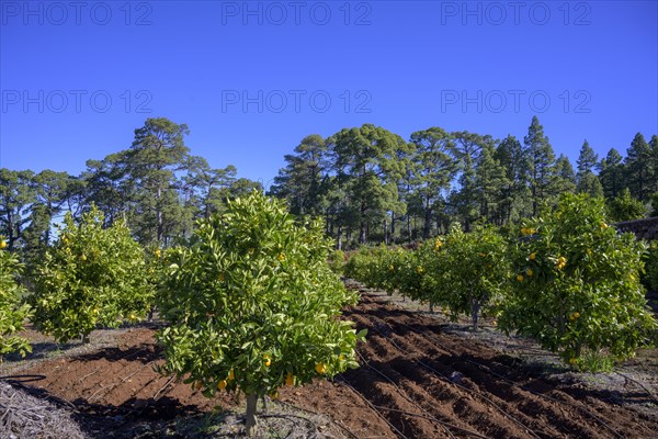 Orange trees