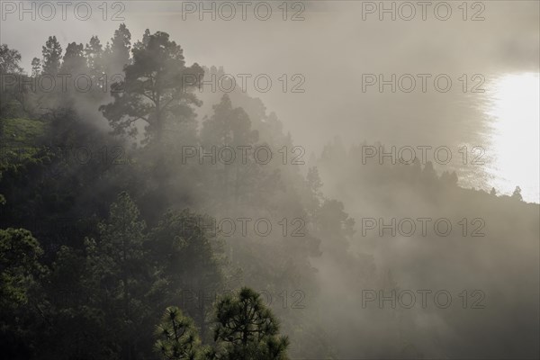 Foggy atmosphere with Canary Island canary island pine