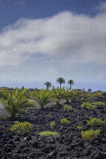 Palm trees at the edge of the lava field of the San Juan volcano in 1949