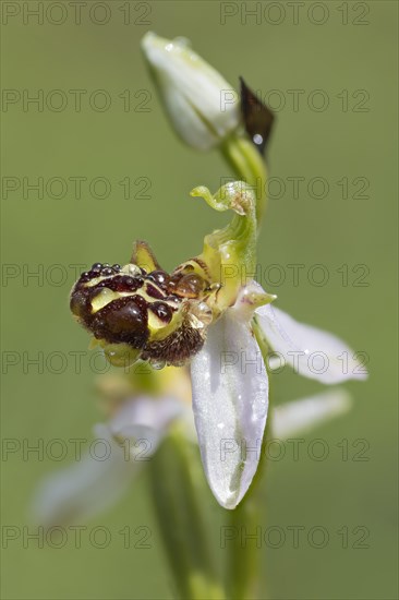 Bee orchid