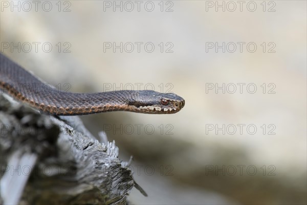 Common european viper