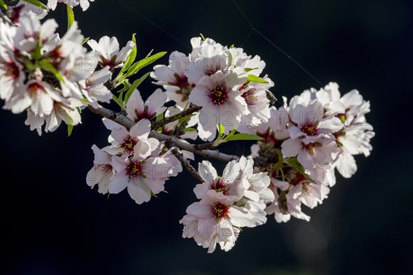 Flowering almond tree