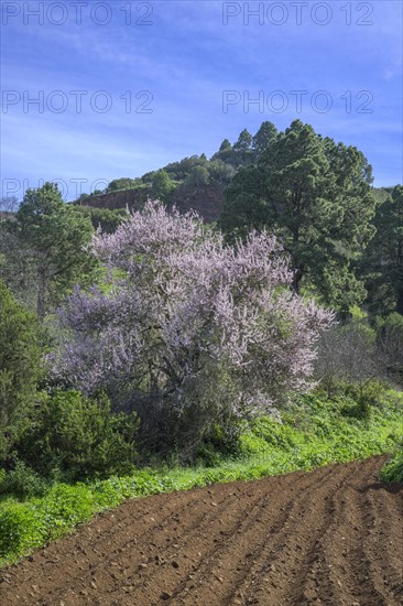 Freshly ploughed field and flowering almond tree