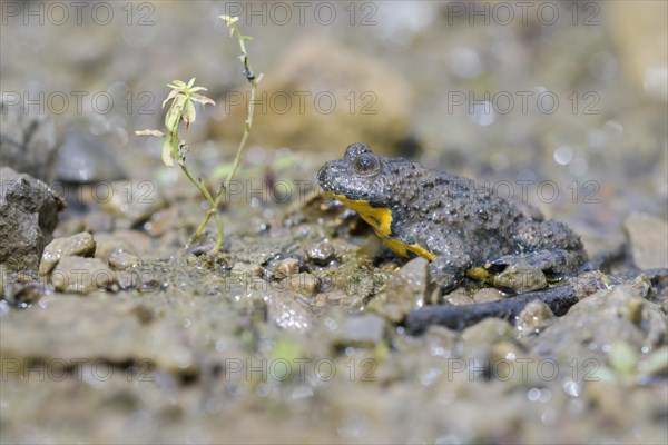 Yellow-bellied toad