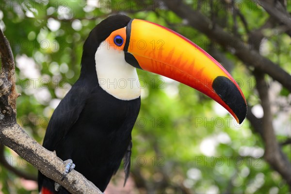 Toco toucan