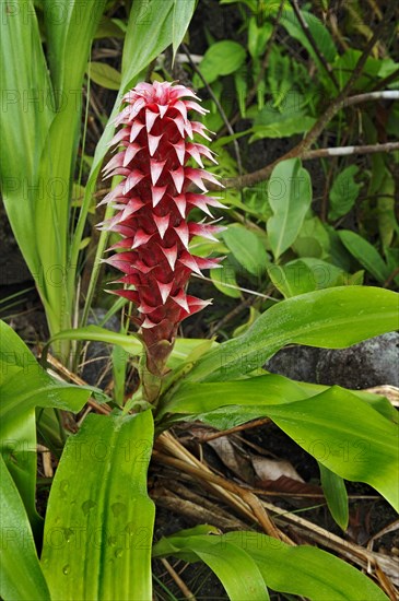 Bromelia blossom in the Volcano Arenal National Park