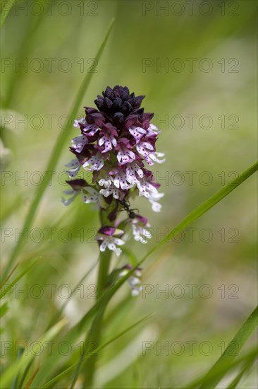 Burnt-tip orchid