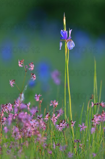 Siberian iris