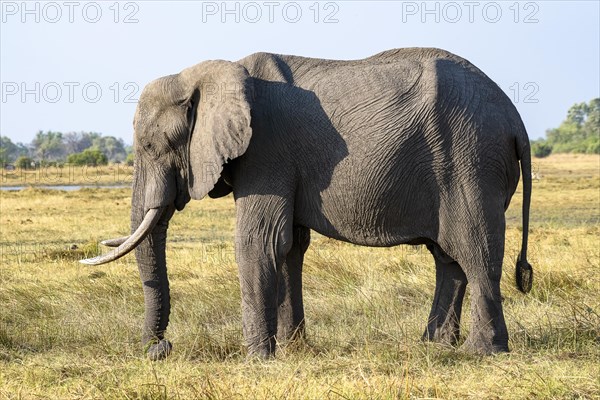 African elephant