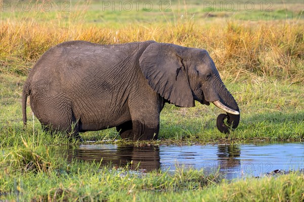 African elephant