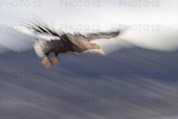 White-tailed eagle