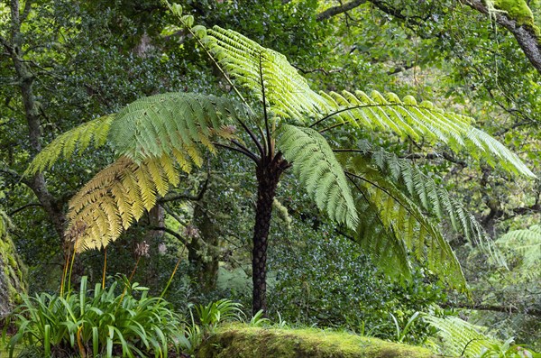 Tree ferns