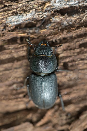 Lesser stag beetle