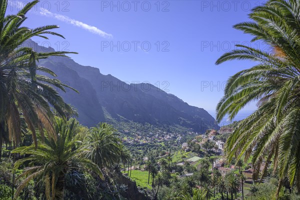 Canary island date palm