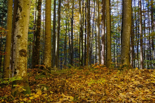 Beech forest in autumn