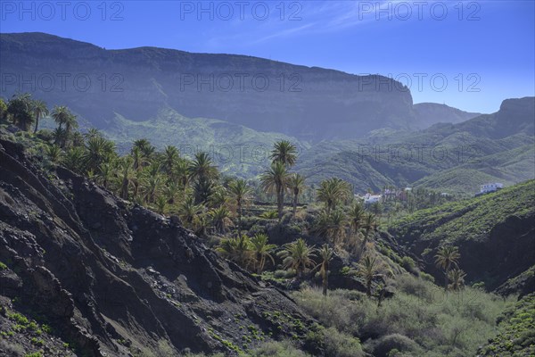 View to a palm grove below the village