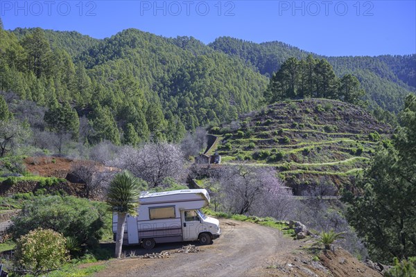 Old camping bus next to a dragon tree