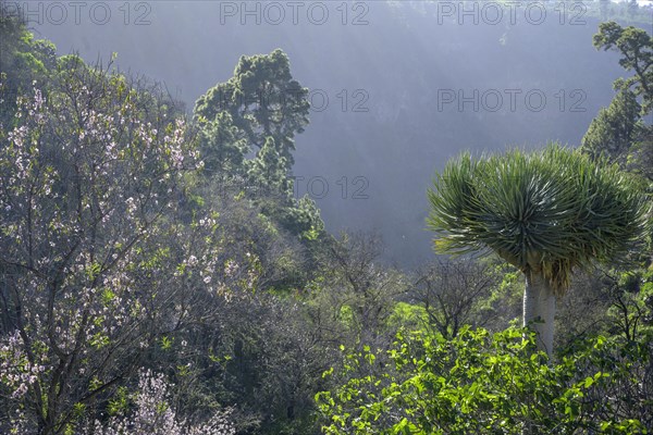 Almond tree and canary islands dragon tree