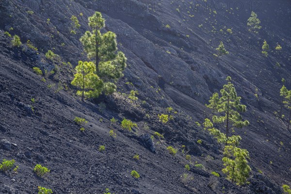 Canary island pine