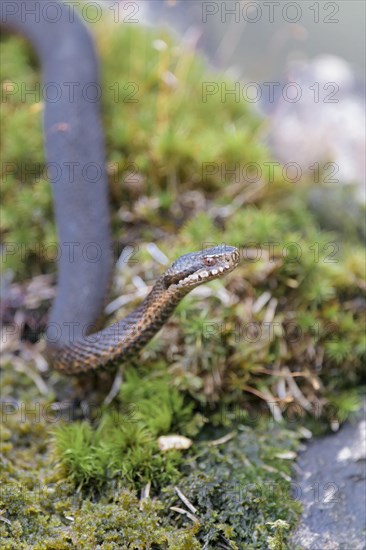 Common european viper