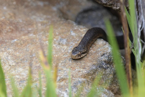 Common european viper