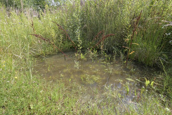 Yellow-bellied toad