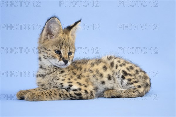 Serval