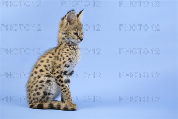 Serval