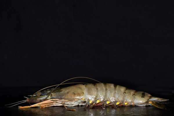 Giant tiger prawn