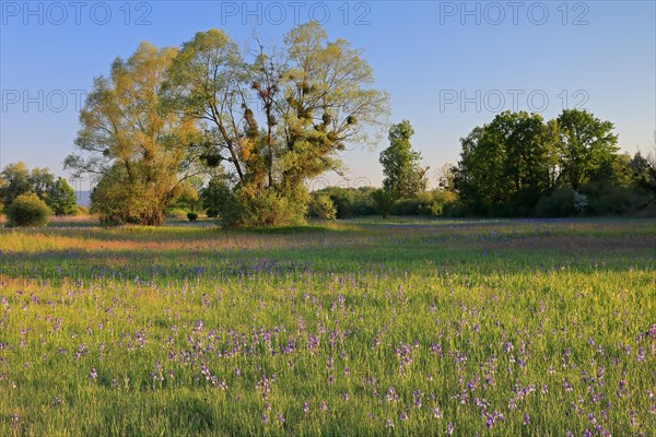 Siberian iris