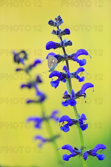 Gossamer winged butterfly