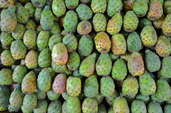 Many prickly pears from above