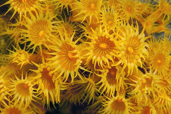 Close-up of polyps of yellow cluster anemones