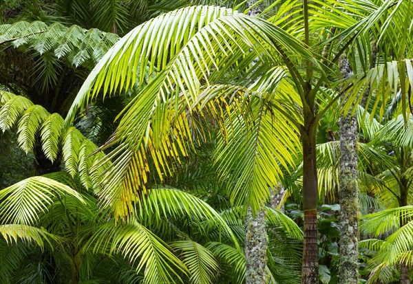 Tree ferns