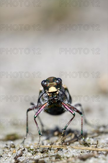 Dune Sand Beetle