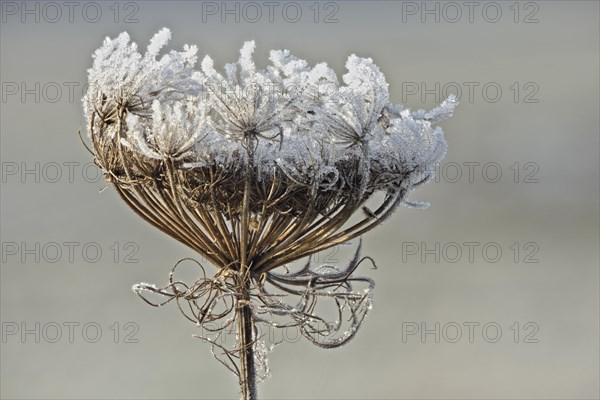 Wild carrot