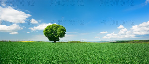Large solitary horse chestnut on green field