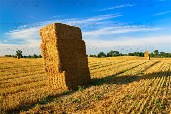 Stubble field with straw bales in the morning light